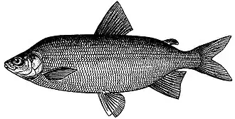 Coregonus maraenoides
