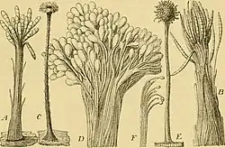 Coremium van: A Arthrosporium albicans, B Atractium flammeum, C Graphium stilboideum, D Graphium eumorphum (bovenste deel van coremium), E Sporocybe byssoides, F Conidiëndragende hyfen van Sporocybe byssoides (sterk vergroot).