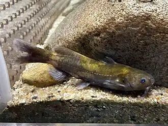 Coreobagrus ichikawai