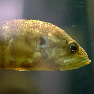 Coreoperca kawamebari