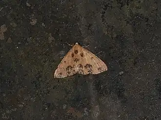 Corgatha semipardata