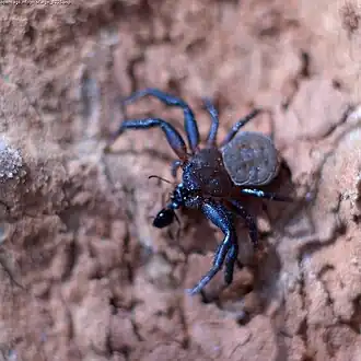 Coriarachne fulvipes