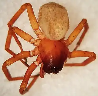 Septentrinna bicalcarata