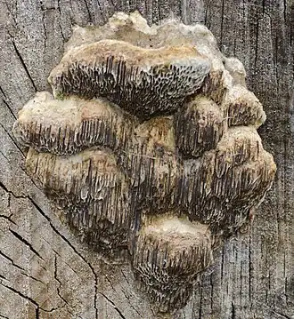 Bruine borstelkurkzwam