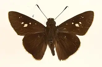 Caltoris cormasa