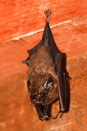 Cormura brevirostris