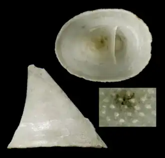 Cornisepta microphyma