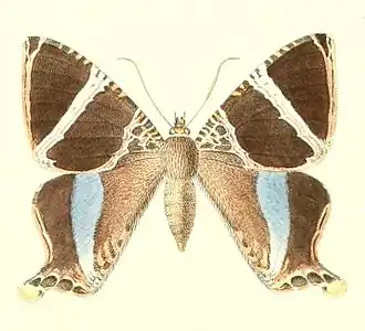 Coronidia orithea