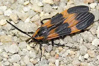 Correbidia calopteridia