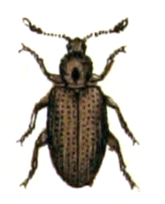 Corticaria pubescens