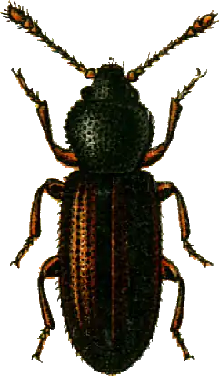 Corticaria crenulata