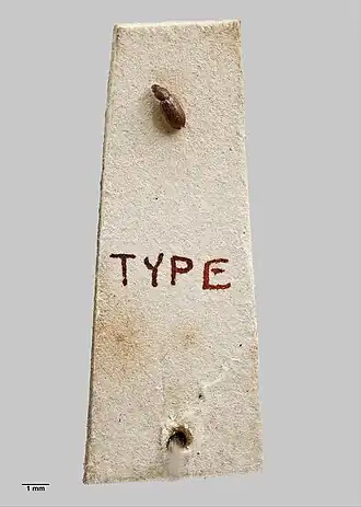 Corticaria ferruginea