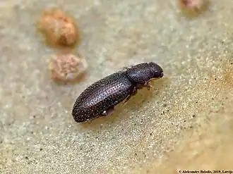 Corticaria umbilicata