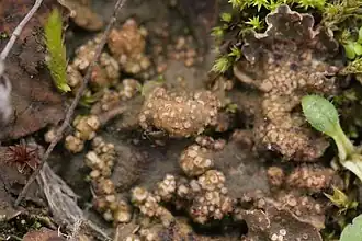 Corticifraga fuckelii