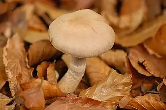 Gelaarsde gordijnzwam