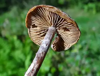 Gegordelde elzengordijnzwam