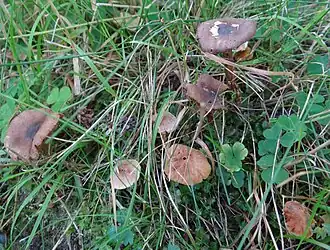 Gegordelde elzengordijnzwam