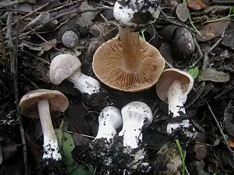 Welriekende gordijnzwam