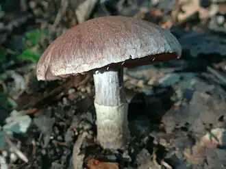 Gelaarsde gordijnzwam