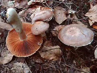 Roestbruine gordelsteelgordijnzwam