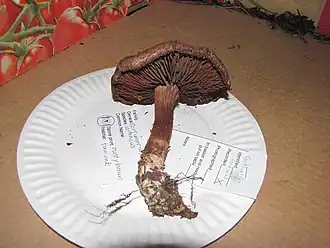 Aangebrande gordijnzwam