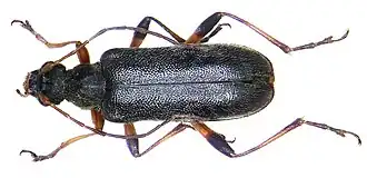 Cortodera femorata