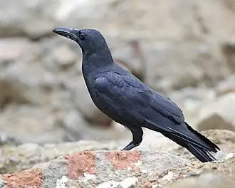 Oostelijke junglekraai