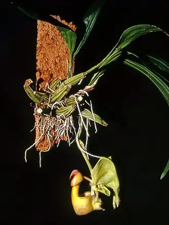 Coryanthes verrucolineata