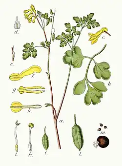 Illustratie van Sturm