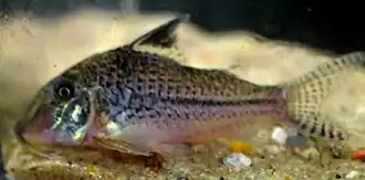 Corydoras acutus