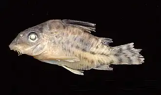 Corydoras agassizii