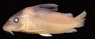 Corydoras amandajanea
