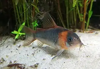 Corydoras eques