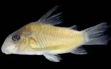 Corydoras guianensis