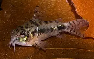 Venezolaanse dwergpantsermeerval