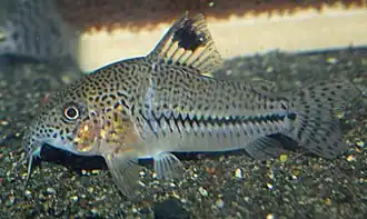 Corydoras leopardus