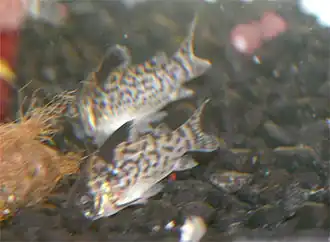 Corydoras leucomelas
