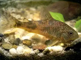 Corydoras paleatus