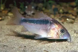 Corydoras rabauti