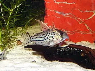 Corydoras schwartzi