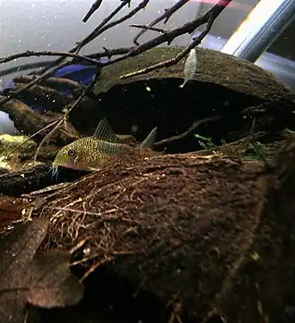 Corydoras similis