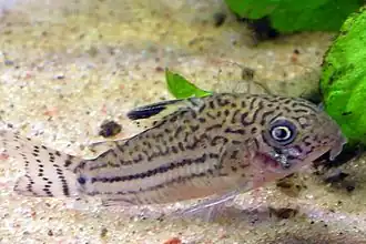 Corydoras trilineatus