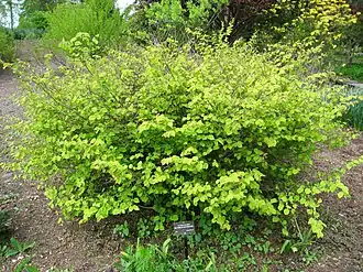 Corylopsis pauciflora