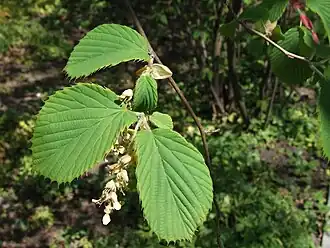 Corylopsis sinensis