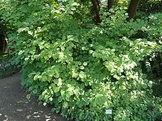 Corylopsis spicata