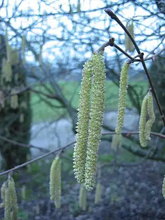 Mannelijke katje van de hazelaar