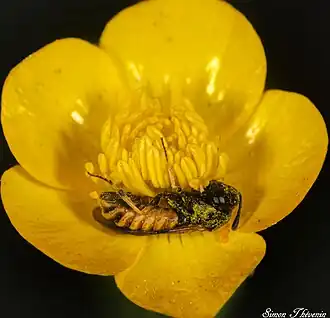 Corynis crassicornis