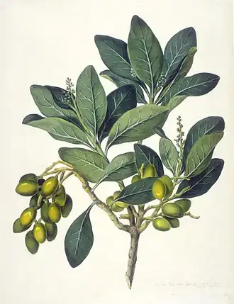 Corynocarpaceae