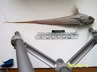 Coryphaenoides cinereus