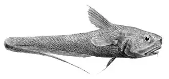 Coryphaenoides fernandezianus